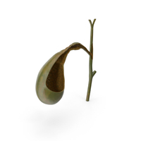 Gall Bladder Cut PNG & PSD Images