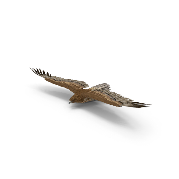 Realistic Flying Gurney Eagle PNG & PSD Images