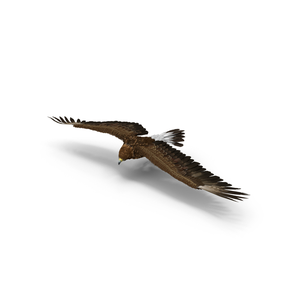 Realistic Flying Gurney Eagle PNG & PSD Images