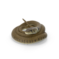 Ringed Snake Brown Coiled PNG & PSD Images