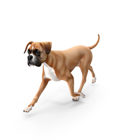 Running Boxer Dog PNG & PSD Images