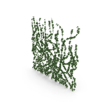 Ivy Wall PNG & PSD Images