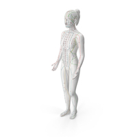 Female Acupuncture Mannequin PNG & PSD Images