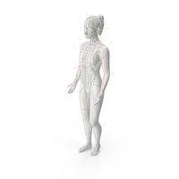 Female Acupuncture Anatomy Chart with Needles PNG & PSD Images
