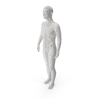 Male Acupuncture Mannequin PNG & PSD Images