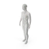 Male Acupuncture Anatomy Chart With Needles PNG & PSD Images