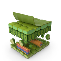 Plastic Model of Leaf Anatomy PNG & PSD Images