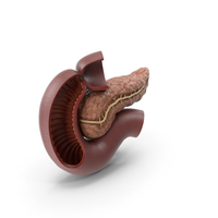 Plastic Model of Pancreas Cut PNG & PSD Images