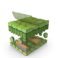 Realistic Leaf Anatomy PNG & PSD Images