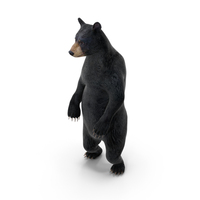 Standing Black Bear PNG & PSD Images