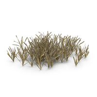 Cut Lawn Dry Grass Patch PNG & PSD Images