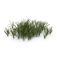 Cut Lawn Half Dry Grass Patch PNG & PSD Images