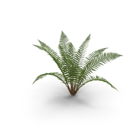 Fern Plant PNG & PSD Images