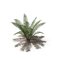 Fern Plant PNG & PSD Images
