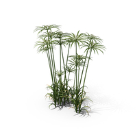 Umbrella Sedge Clump PNG & PSD Images