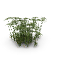 Umbrella Sedge Clump PNG & PSD Images