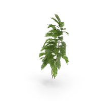 Wall Fern PNG & PSD Images