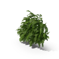Wall Fern PNG & PSD Images