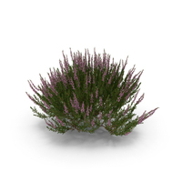 Common Heather Light Pink Bush PNG & PSD Images