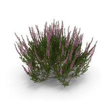 Common Heather Light Pink Bush PNG & PSD Images