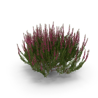 Common Heather Pink Bush PNG & PSD Images