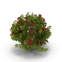 Chinese Hibiscus Bush PNG & PSD Images