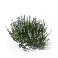 Common Heather White Bush PNG & PSD Images