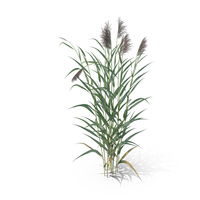 Common Reed Grass Clump PNG & PSD Images