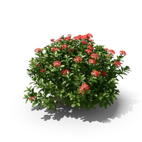 Geranium PNG & PSD Images