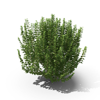 Ivy Bush PNG & PSD Images