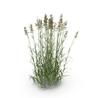 Reed Canary Grass Clump PNG & PSD Images