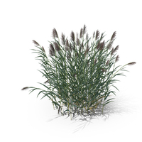 Reed Canary Grass Clump PNG & PSD Images