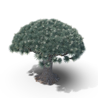 Dragon Tree PNG & PSD Images
