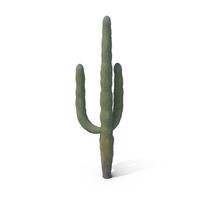 Cactus PNG & PSD Images