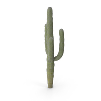 Cactus PNG & PSD Images