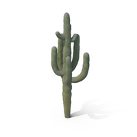 Cactus PNG & PSD Images