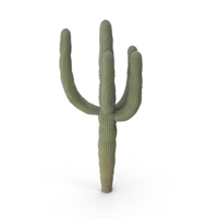 Cactus PNG & PSD Images