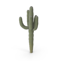 Cactus PNG & PSD Images