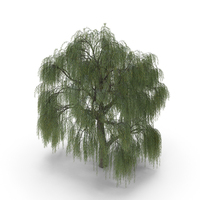 Weeping Willow Tree PNG & PSD Images