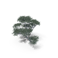 Snow Gum Tree PNG & PSD Images