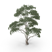 Red River Gum Tree PNG & PSD Images