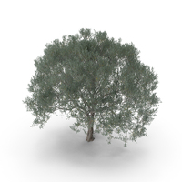 Olive Tree PNG & PSD Images