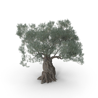 Olive Tree PNG & PSD Images
