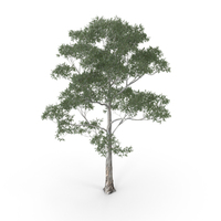Manna Gum Tree PNG & PSD Images