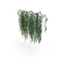 Ivy Wall PNG & PSD Images