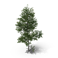 English Oak Tree PNG & PSD Images