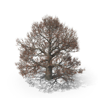 English Oak Lone Tree PNG & PSD Images