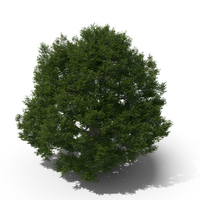 English Oak Lone Tree PNG & PSD Images