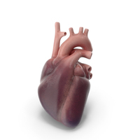 Heart PNG & PSD Images