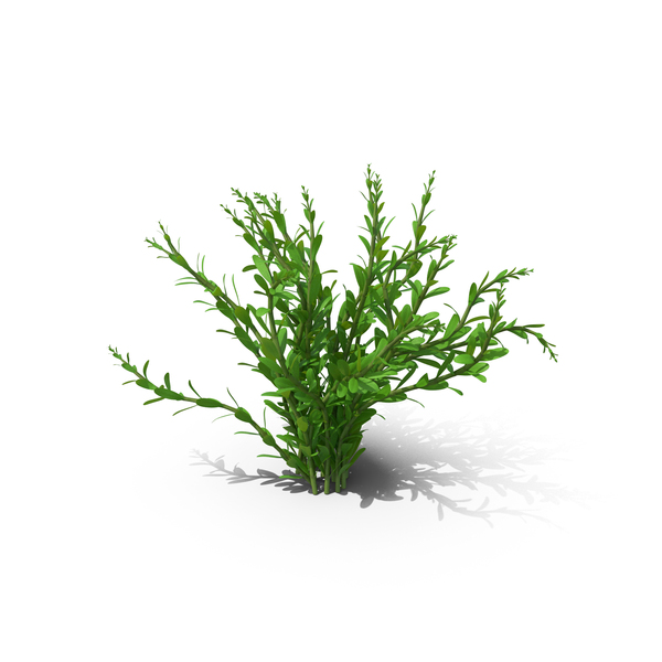 Aquarium Plant Rotala Green PNG & PSD Images